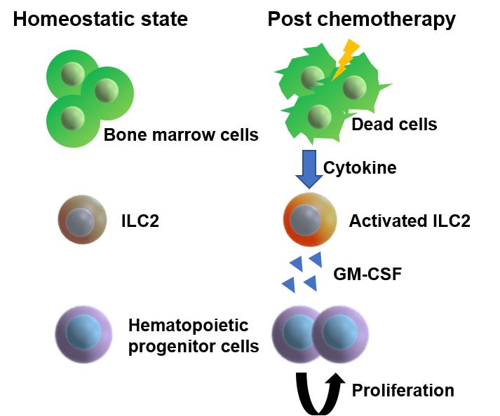 Figure 1. Schematic of a novel mechanism of hematopoietic recovery