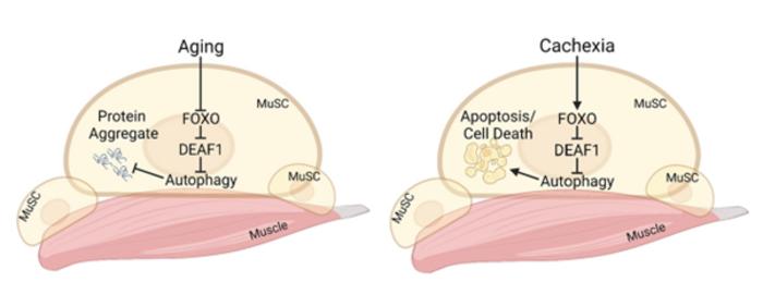 Modifying DEAF1 levels can restore muscle function in ageing or cachectic muscles by correcting imbalances in muscle stem cells