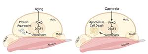 Modifying DEAF1 levels can restore muscle function in ageing or cachectic muscles by correcting imbalances in muscle stem cells