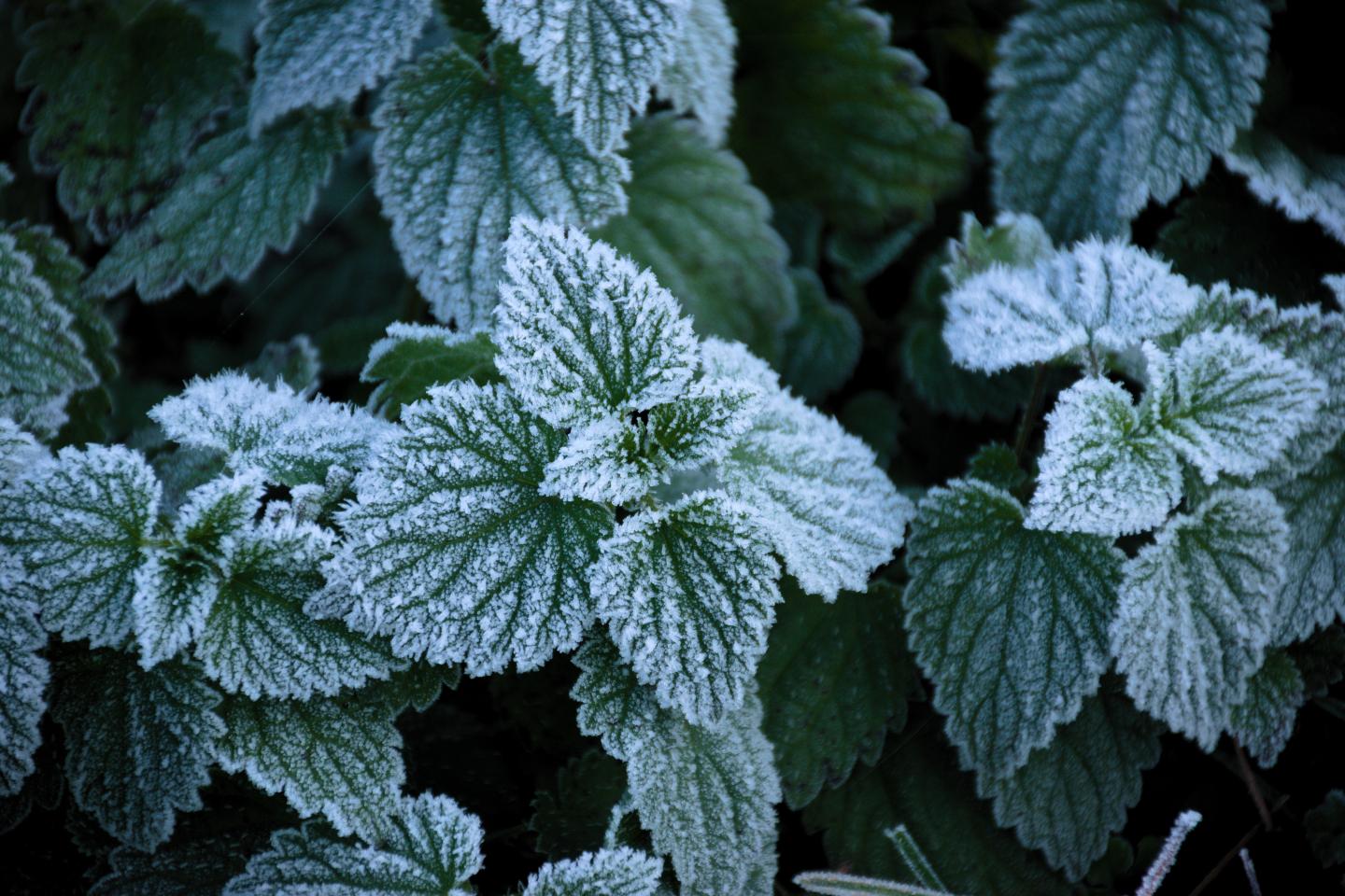 Frost on mint leaves