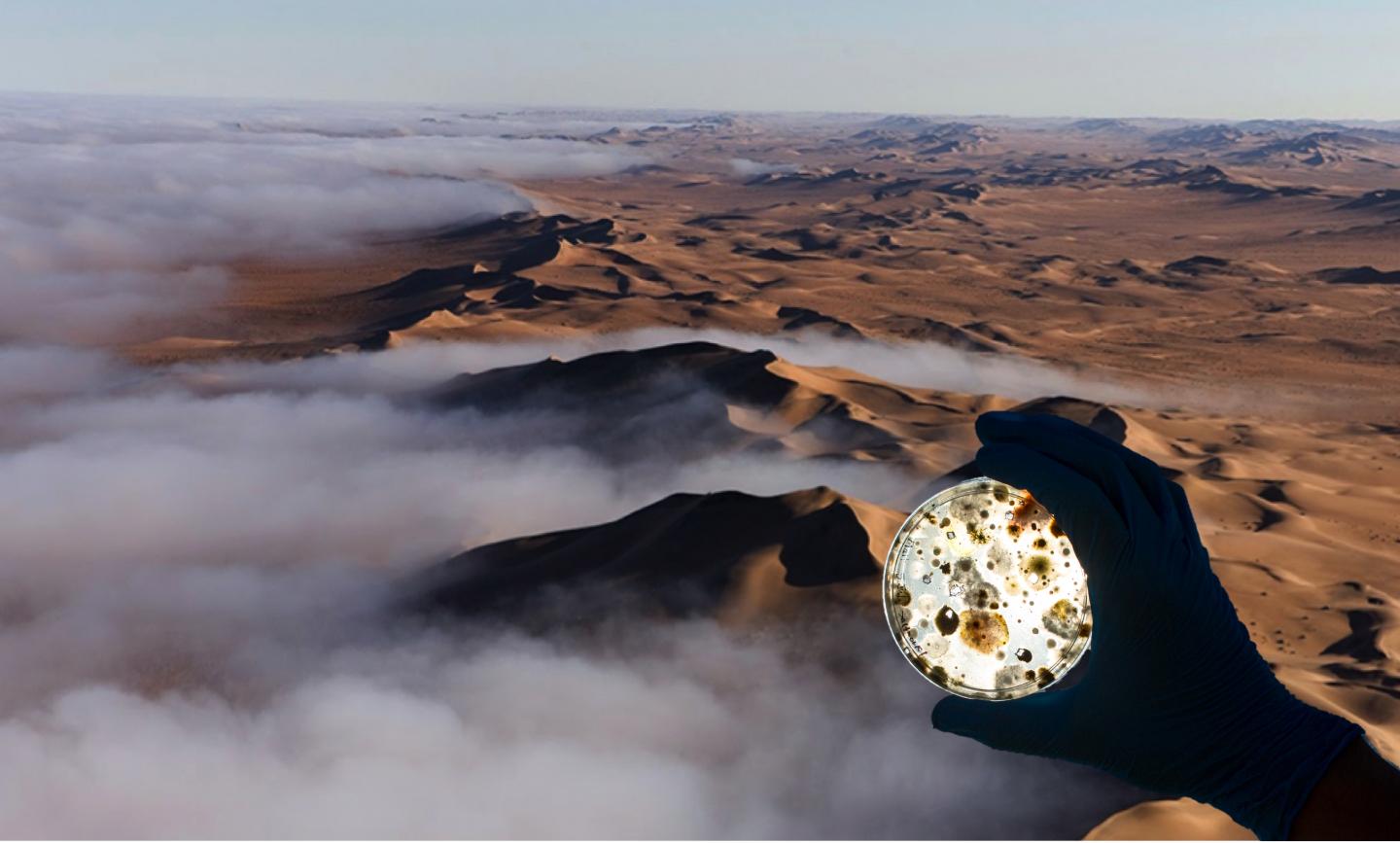 Namib Desert + Microbes