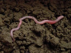 An earthworm in soil.