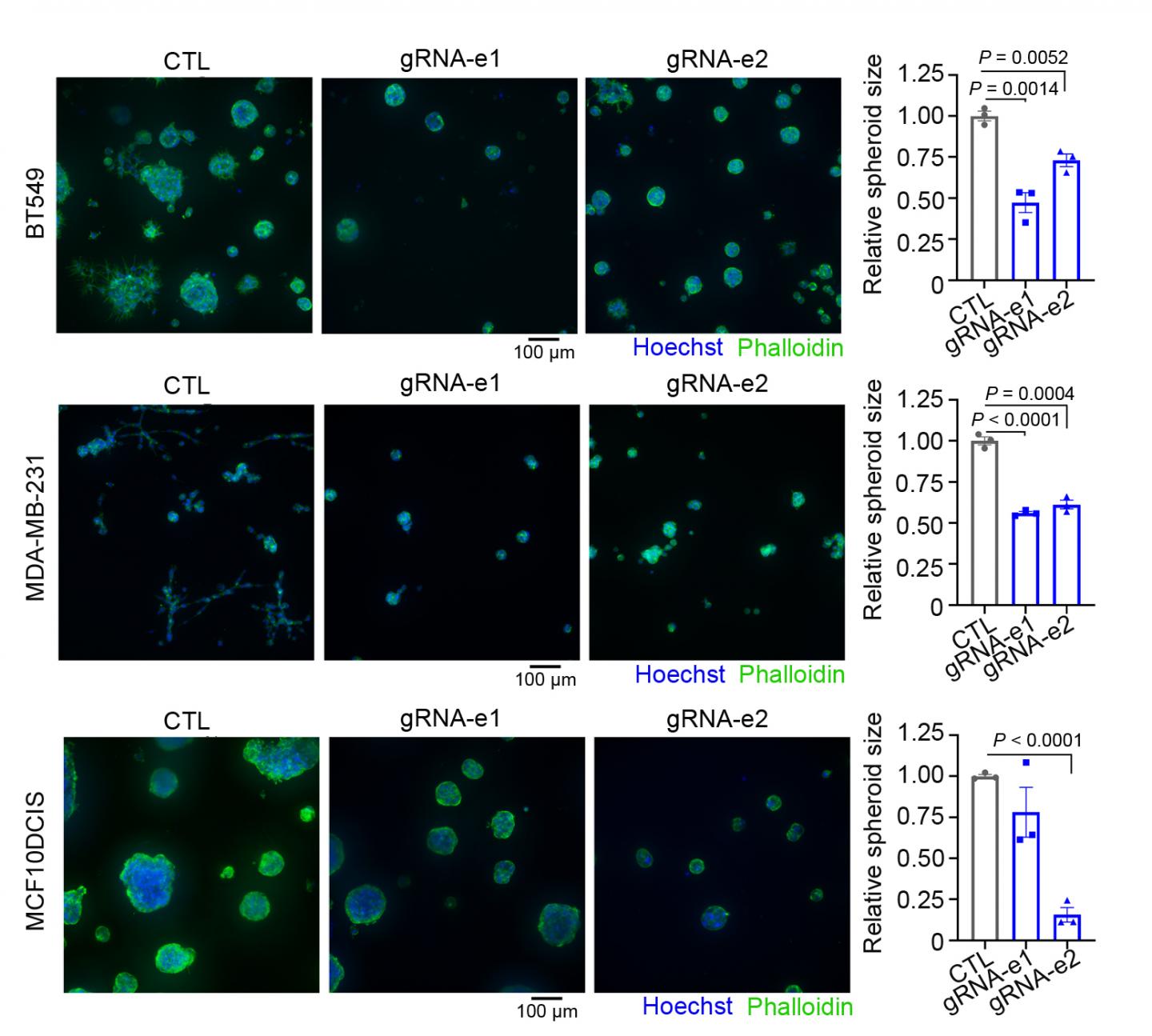 Deletion of FOXC1 super-enhancer reduces cell growth