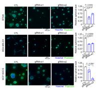 Deletion of FOXC1 super-enhancer reduces cell growth