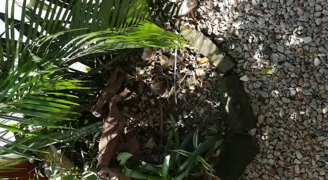 Taiwanese Kukri Snake with its head buried deep into the abdomen of a Painted Burrowing Frog performs "death rolls"