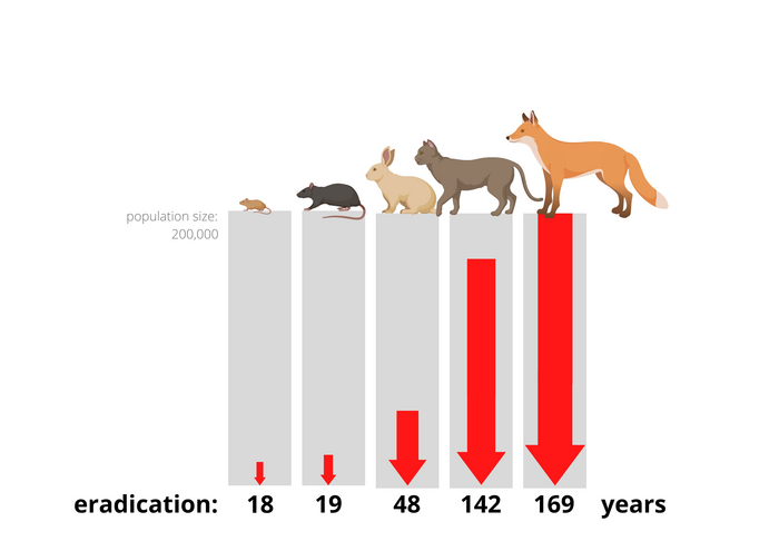 Times to eradication in mice and other invasive mammals