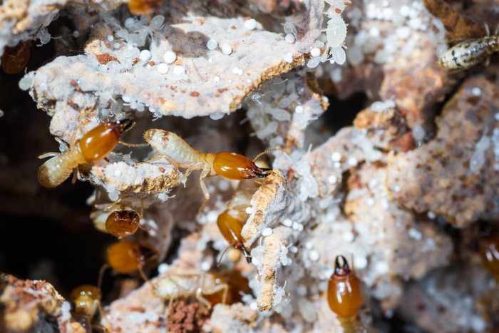 Termites in fungus garden