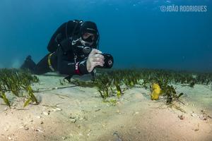 Diver logging encounter with seahorse