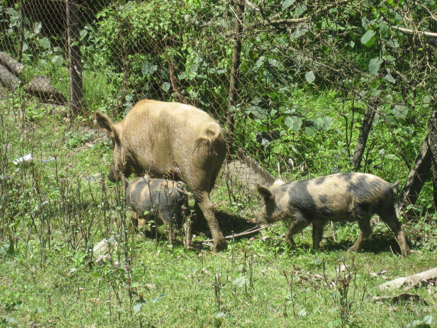Backyard Pig Trade Provides Insight to Controlling African Swine Fever