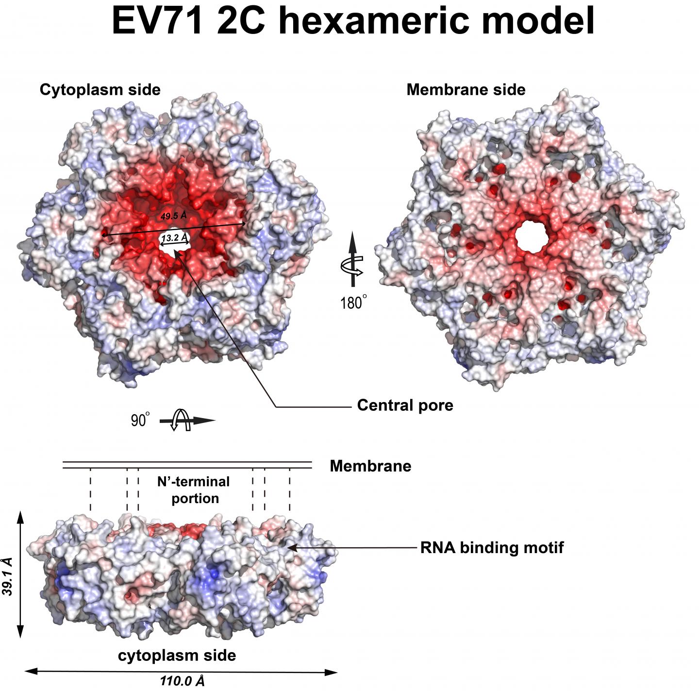 Crystal Structure of 2C Helicase from Enterovirus 71