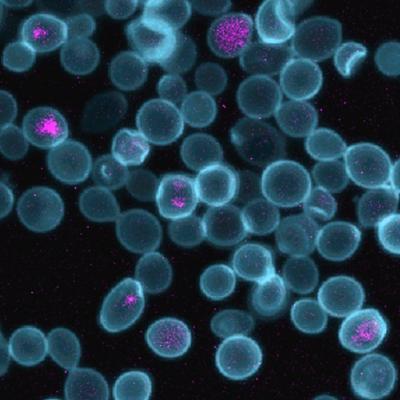 Confocal Fluorescence Microscopy Images of Chimeric Yeast-<em>E. Coli</em> Cells