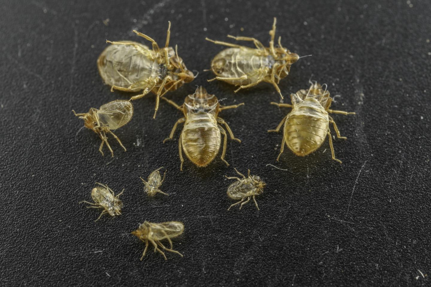 Bed Bug Shed Skins