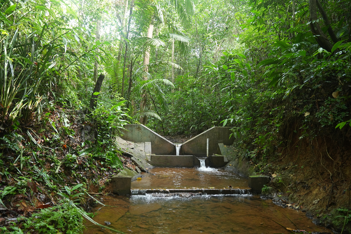 Water flow in forest