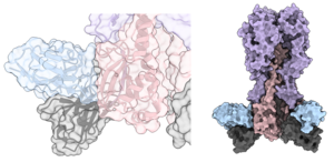 Scripps Research and collaborators find new target for universal influenza vaccine