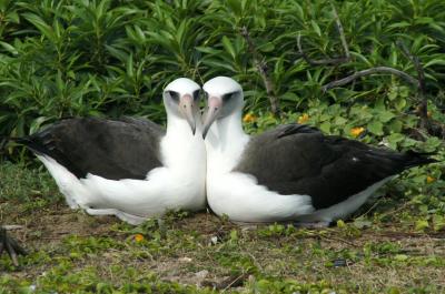 Female-female Laysan Albatross Pair