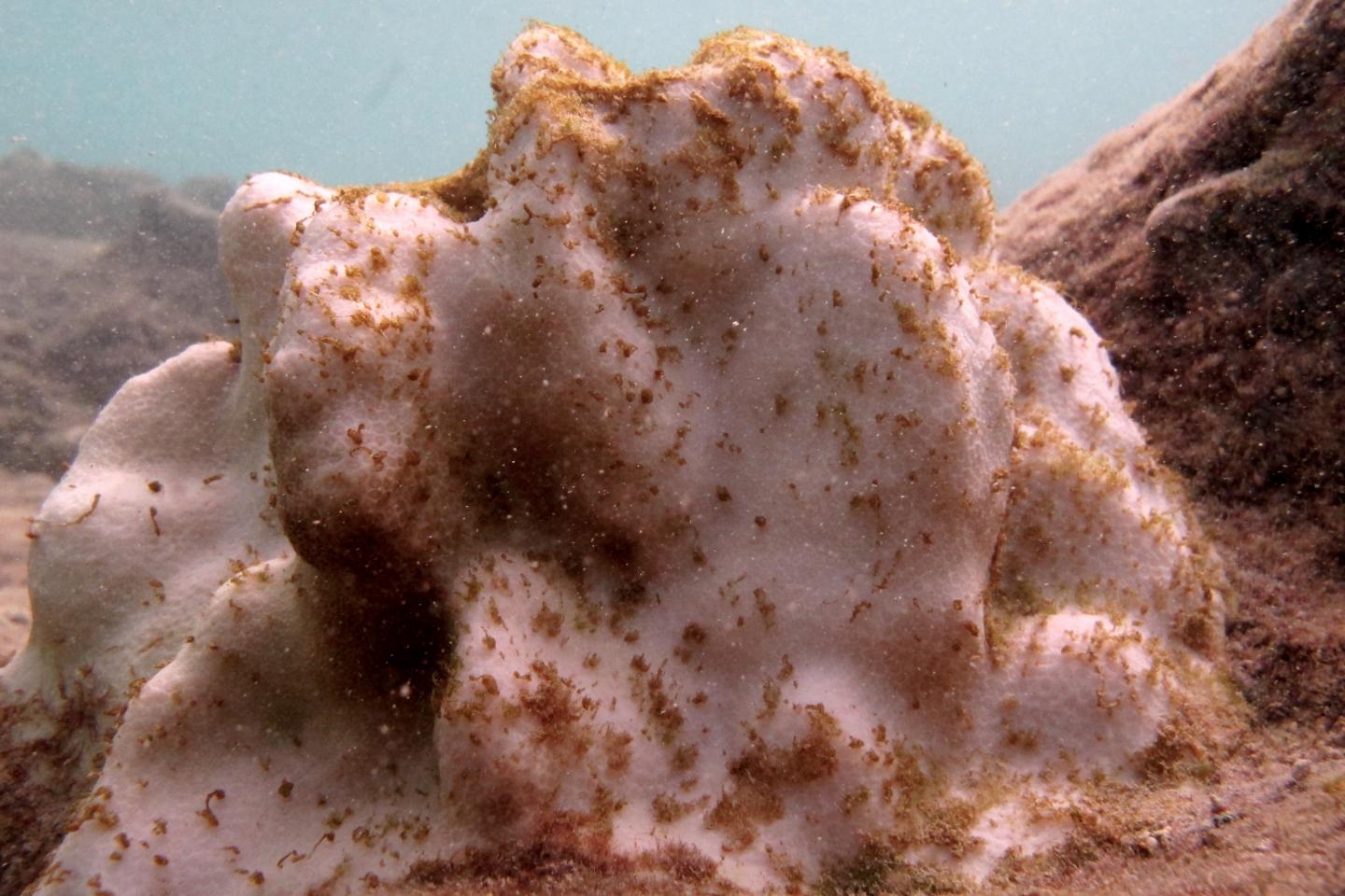 Bleached Coral