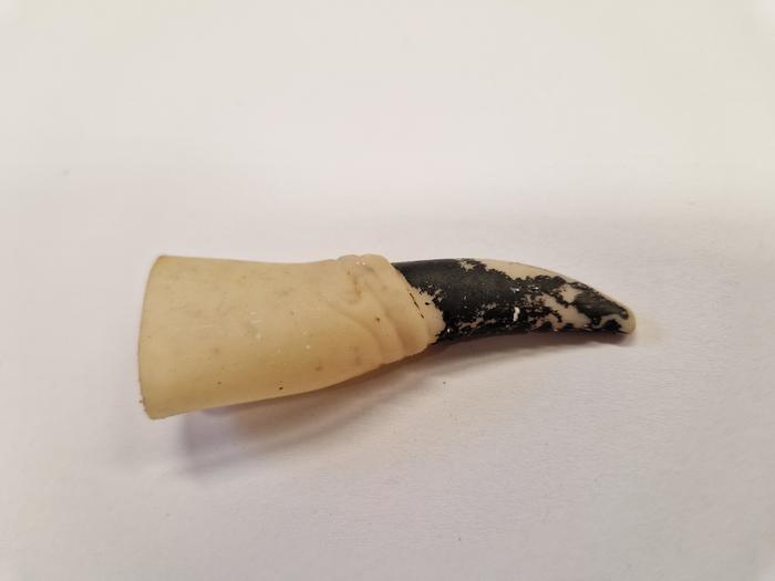 The rubber witch's finger found inside a dead sea turtle