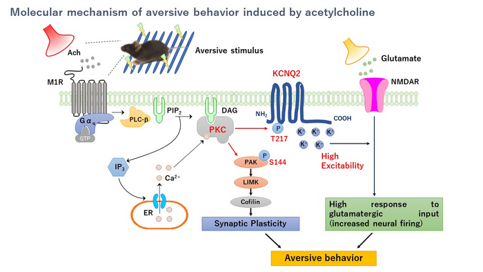 Acetylcholine signal cascade during an aversive learning episode