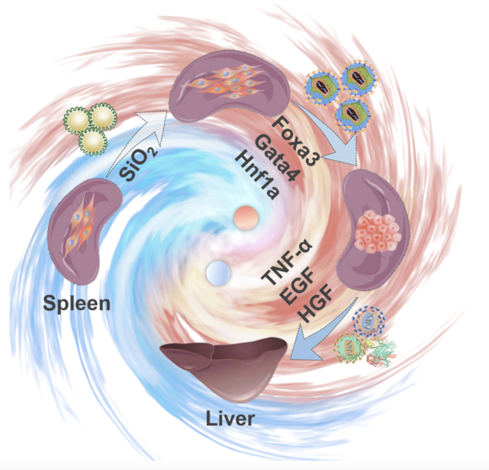 Growing liver from spleen | EurekAlert!