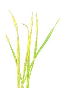 Barley leaves infected with powdery mildew.