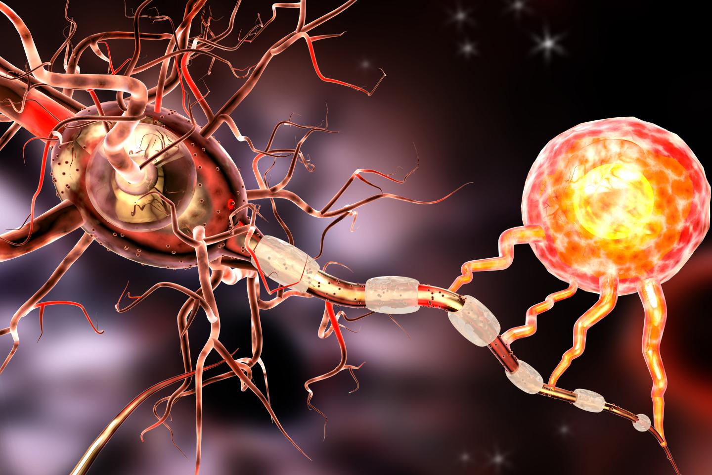 Discovery presents treatment hope for Alzheim | EurekAlert!