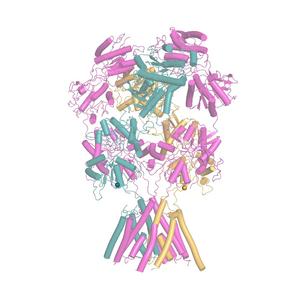 GluN1-2B-2D movements