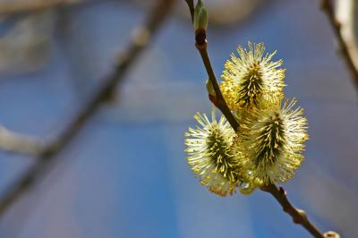 Willow Flowers 