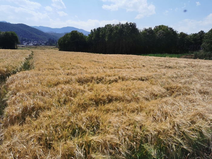 Wheat grain affected by drought.
