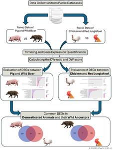 Workflow of transcriptome meta-analysis