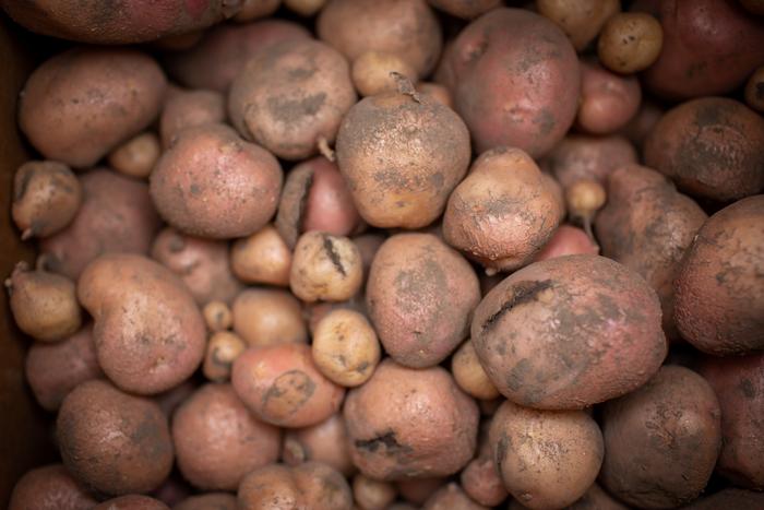 Harvested Potatoes