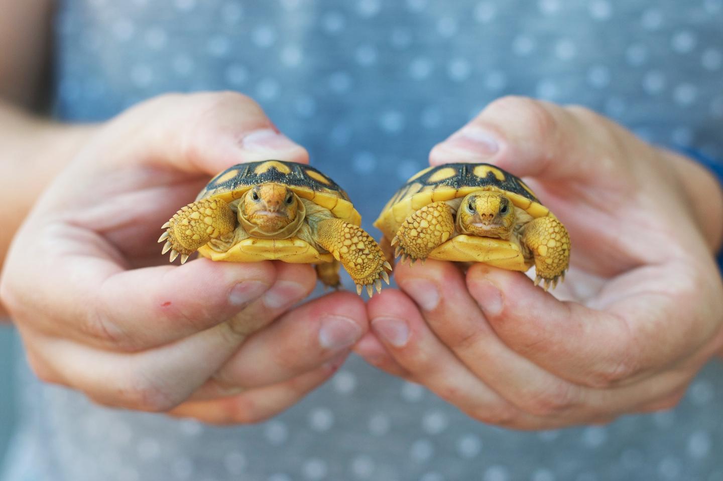 Gopher Tortoise Hatchlings