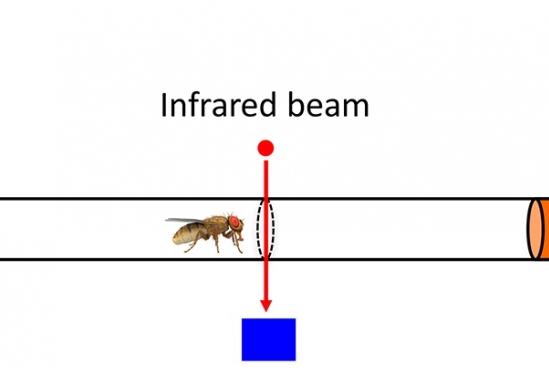 Drosophila Activity Monitor