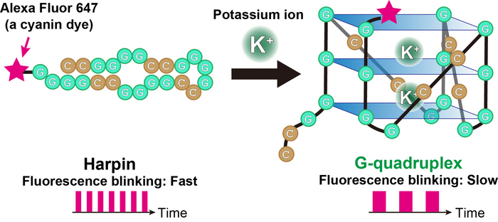 Blinking change of fluorescent dye when RNA G-quadruplex is folded