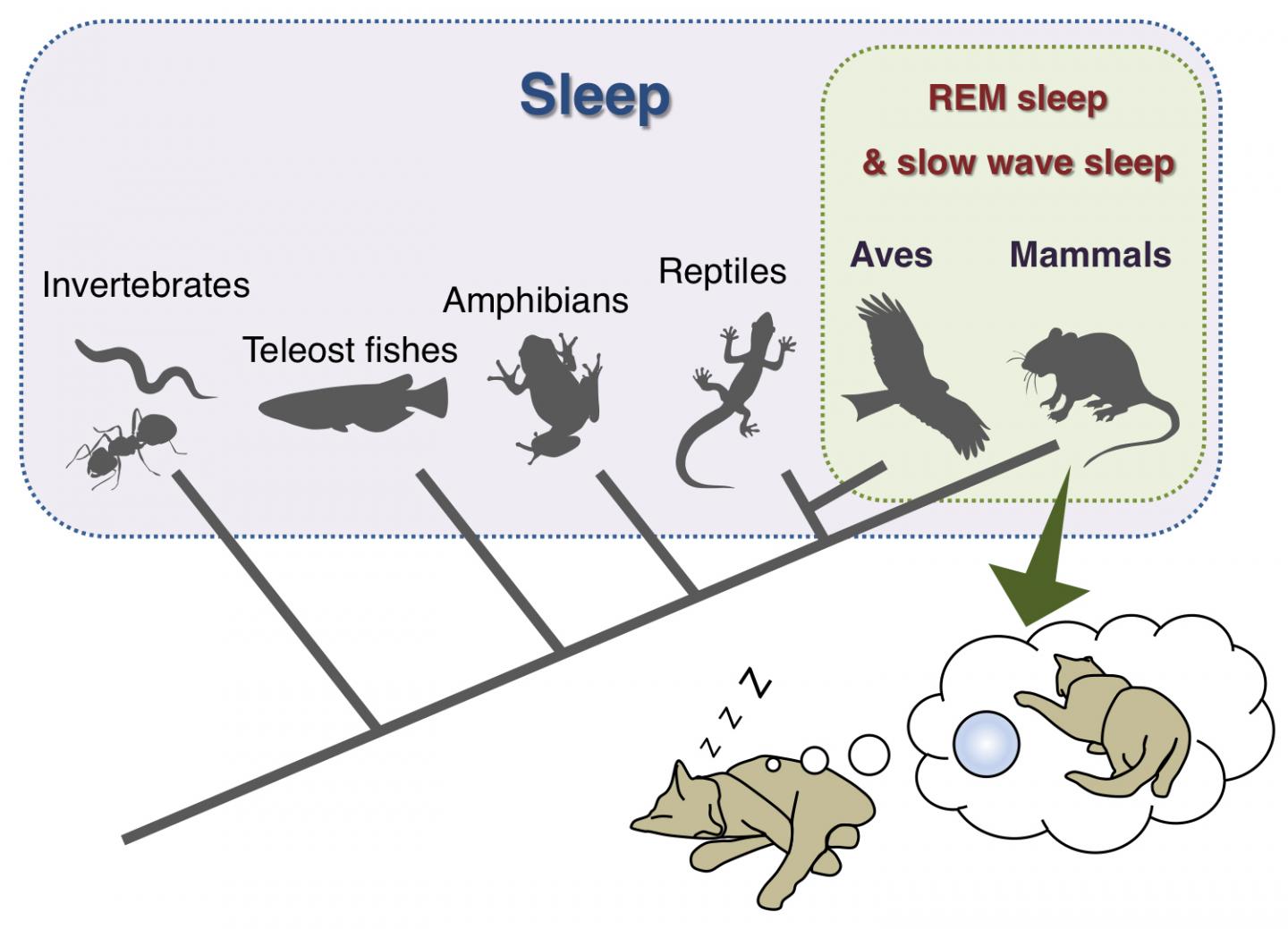 REM Sleep is Unique to Mammals and Birds