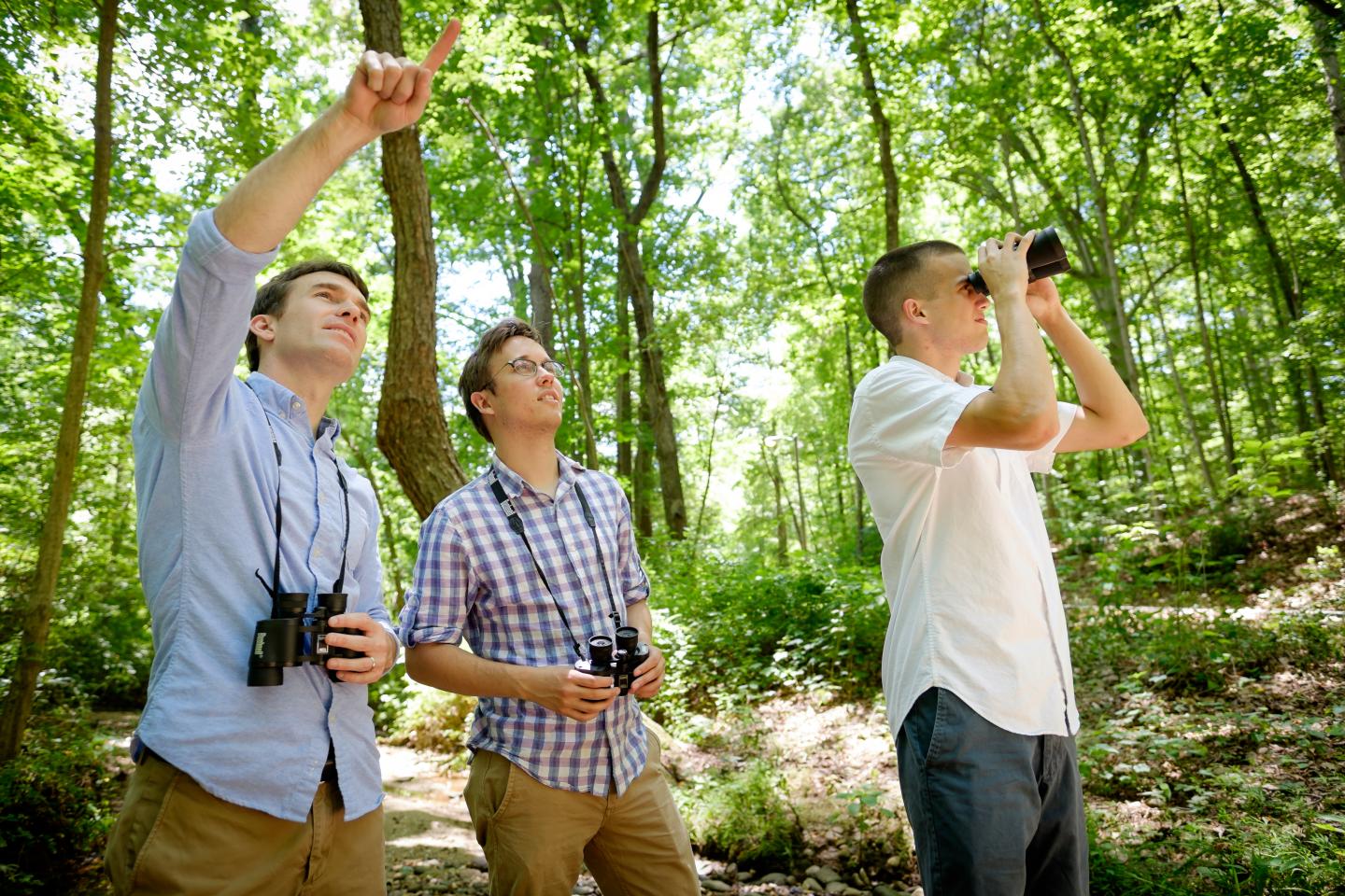 WFU Researchers Look for Downy Woodpeckers