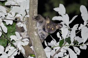 Thick-tailed greater galago