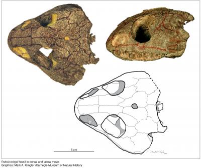 <i>Fedexia striegeli</i> Skull Views