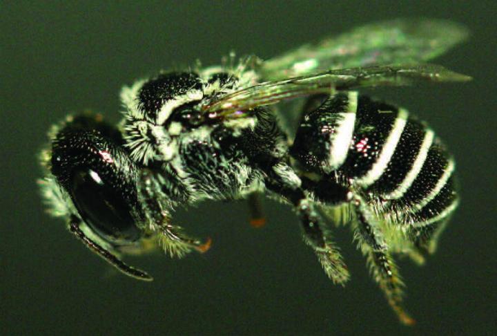 Mason Bee Species