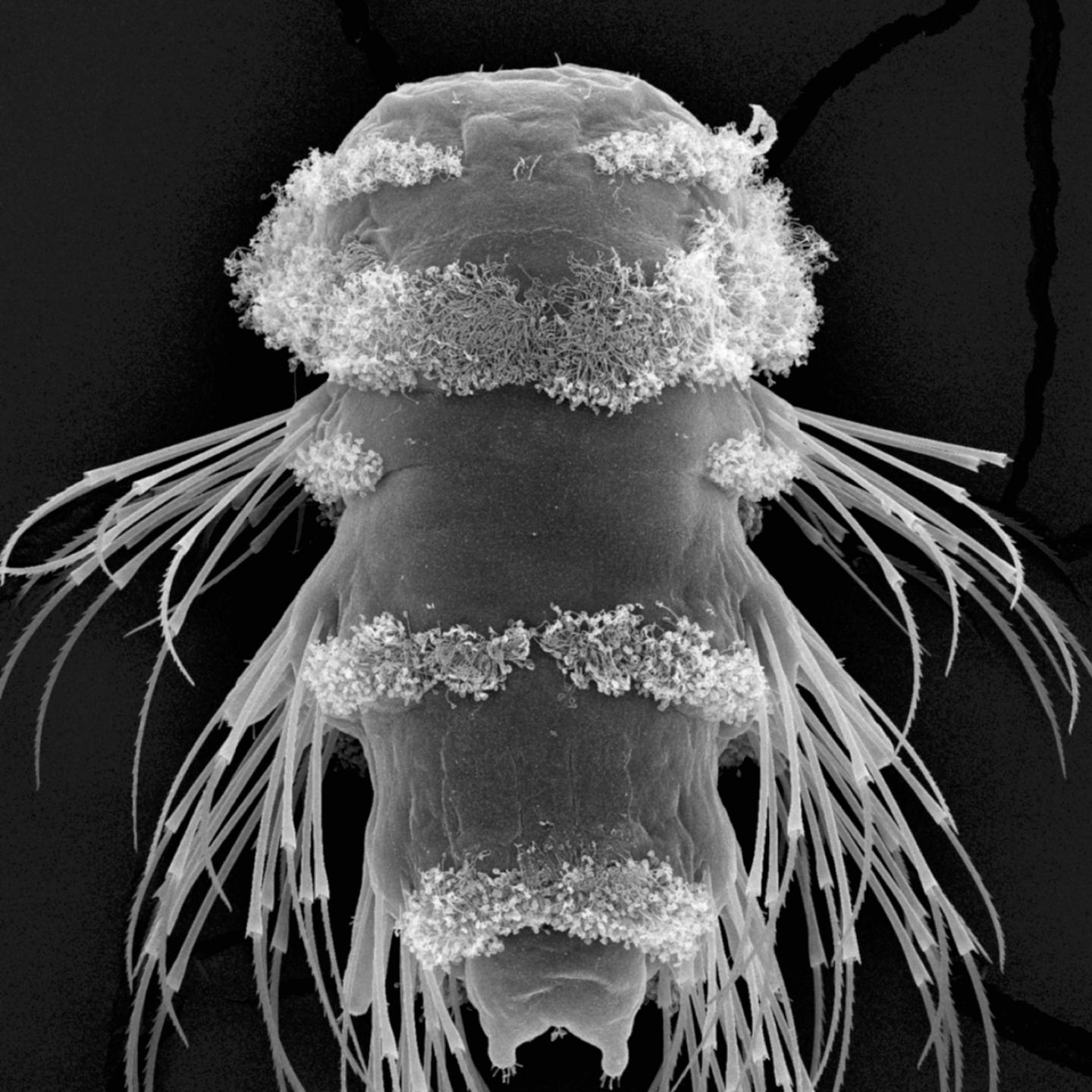 Planktonic Larva of the Marine Ragworm Platynereis