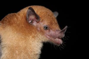 nectar-eating bat