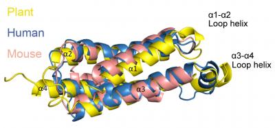 Structure of the HeLo domains of plant MLKL