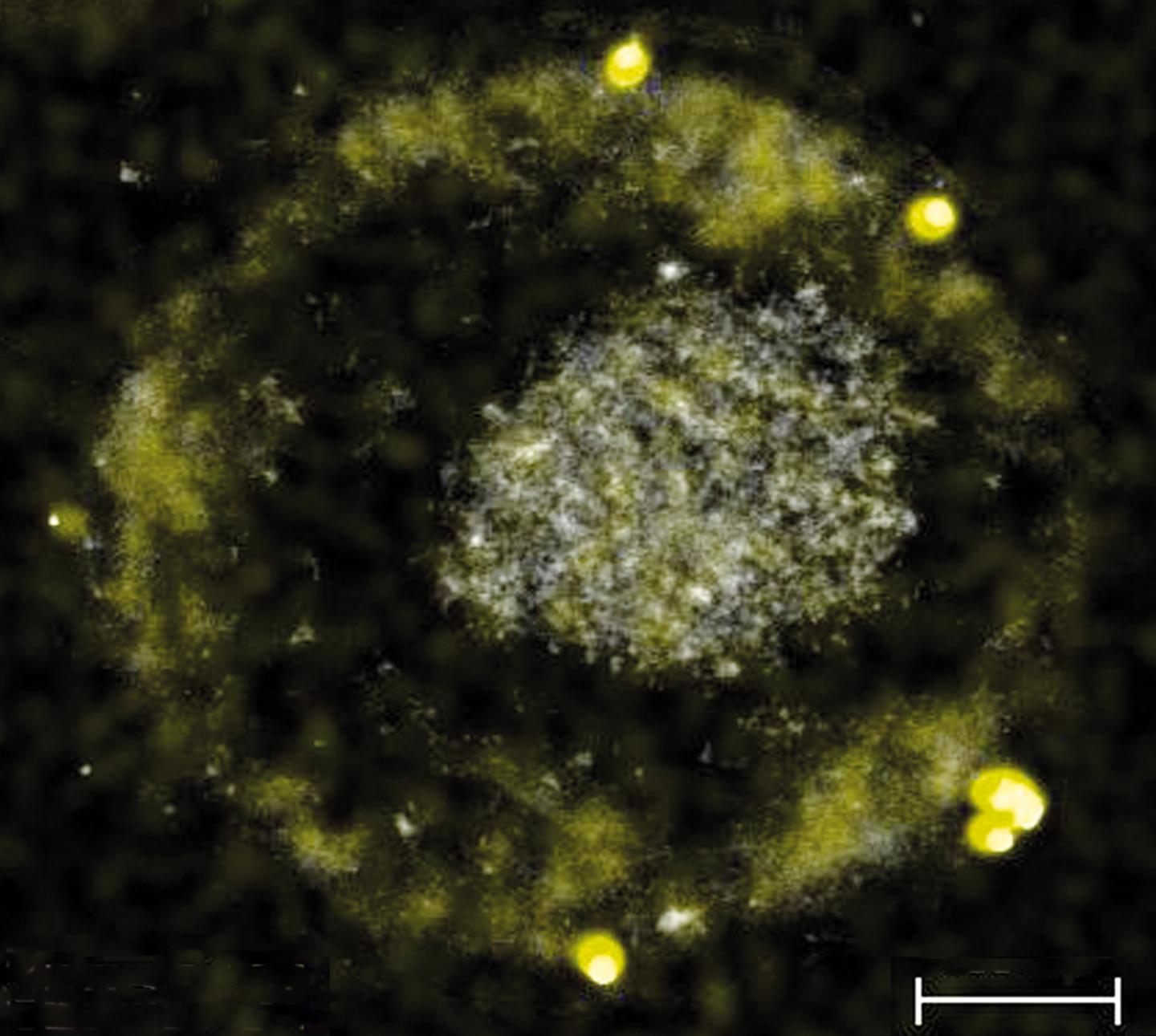 Bacteria Producing Gold Nuggets