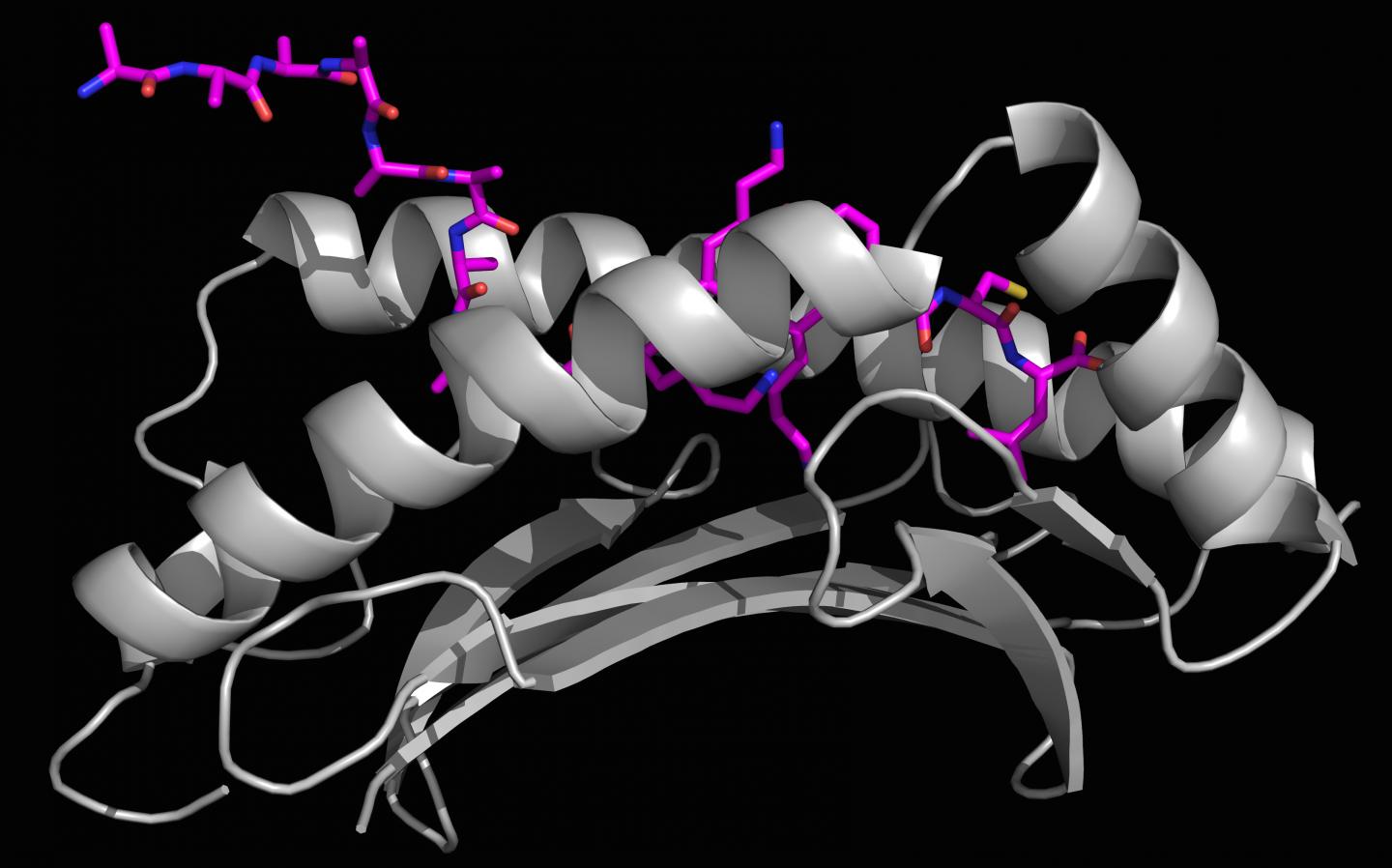 Peptide Held Inside MHC I