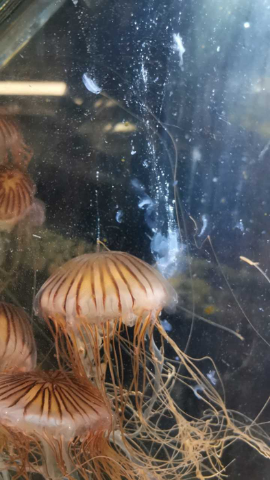 Vancouver Aquarium - Japanese sea nettle