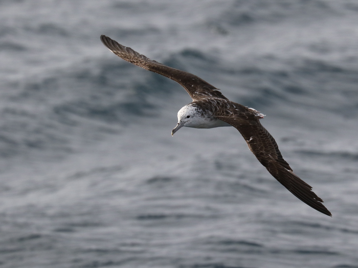 Streaked Shearwater.