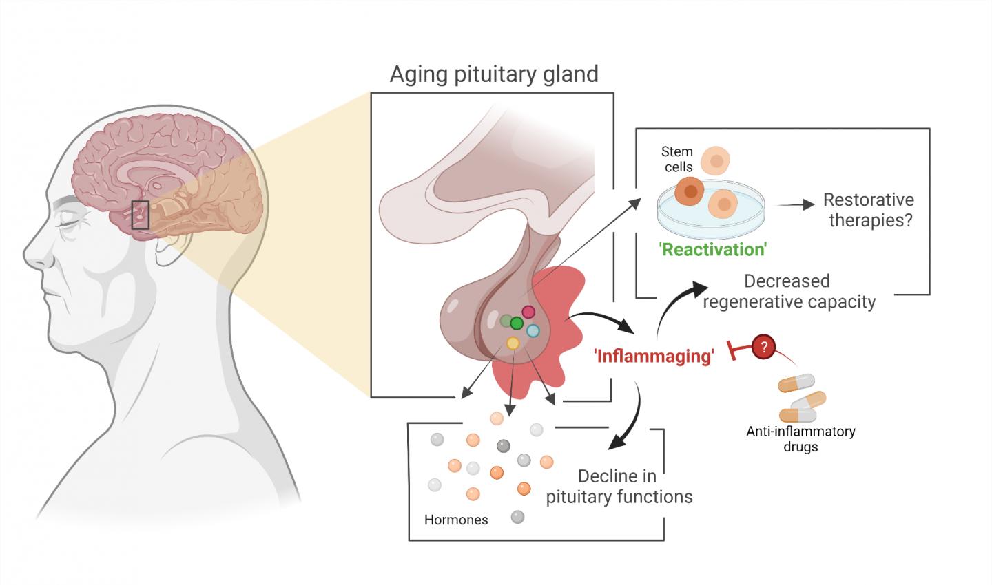 Aging of the Pituitary Gland