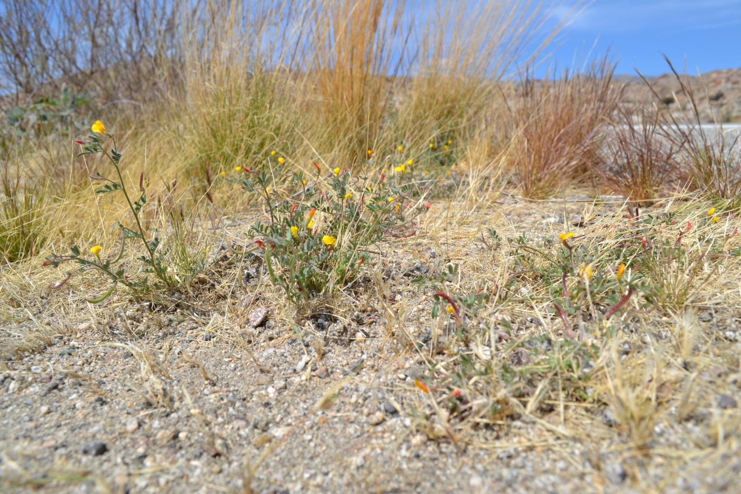 <em>Acmispon</em> (2 of 2)