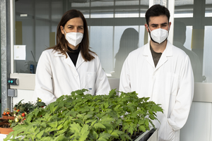 Núria Sánchez Coll & Álvaro Luis Jiménez among tomato plants in the CRAG greenhouses