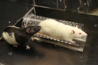 Mason Lab Rats (1 of 2)