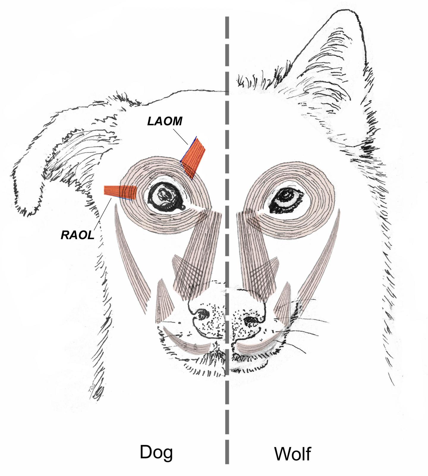 Facial Musculatures